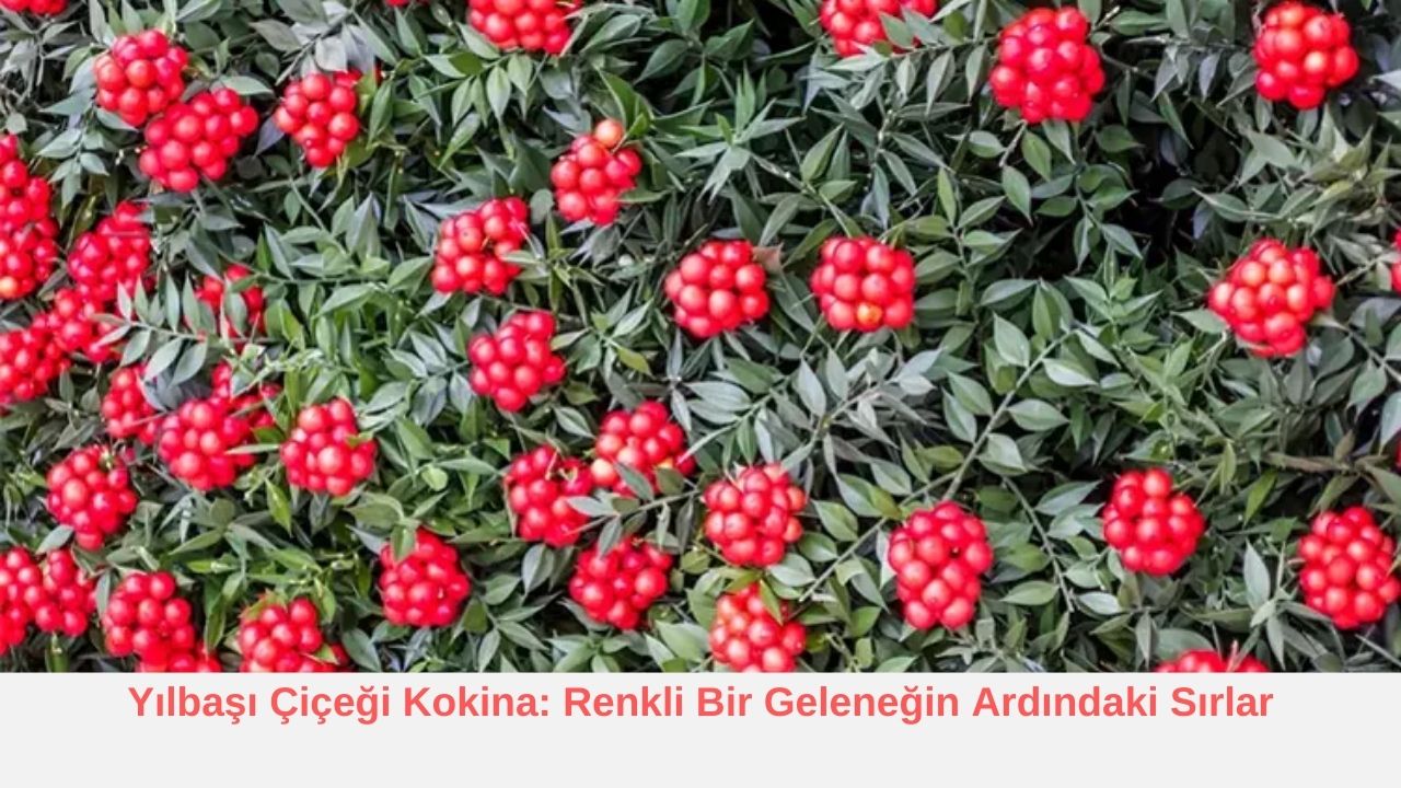 Yılbaşı Çiçeği Kokina: Renkli Bir Geleneğin Ardındaki Sırlar