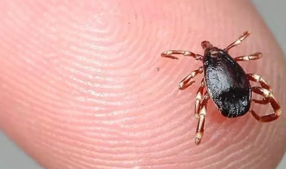 Kene kabusu geri döndü: 2 kişi kene ısırmasından hayatını kaybetti Özellikle haziran ile temmuz