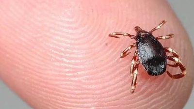 Kene kabusu geri döndü: 2 kişi kene ısırmasından hayatını kaybetti