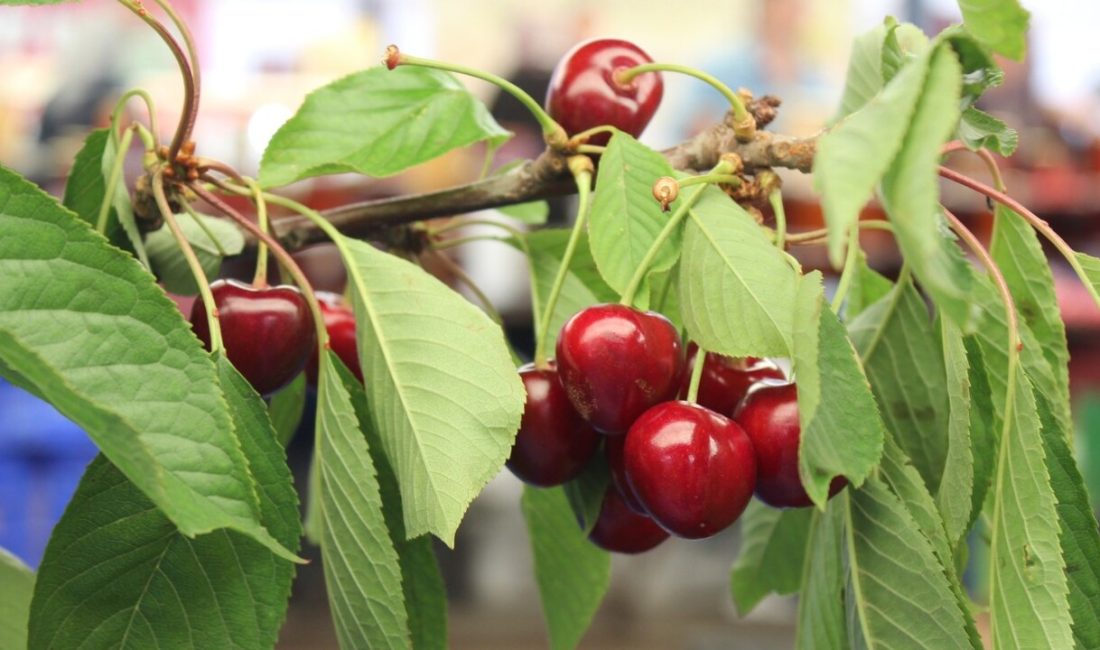 Bayındır Balcılar Mahallesi’nin geleneksel