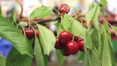 Bayındır’da Kiraz Festivali için geri sayım başladı