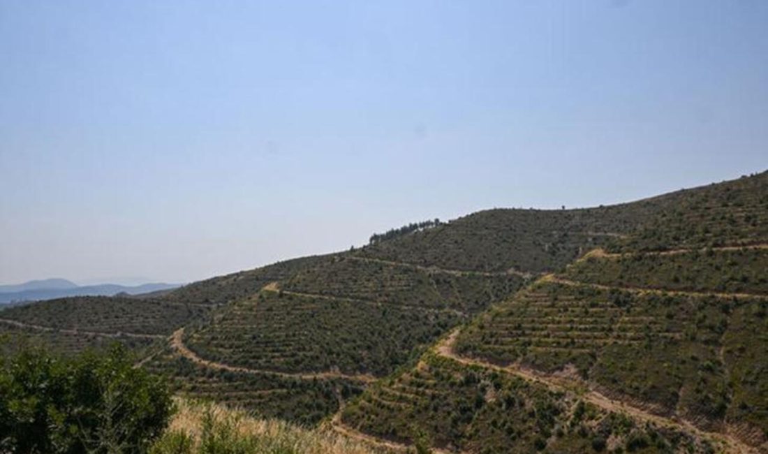 İzmir Valiliği duyurdu: Girişler yasaklandı İzmir Valiliği, orman yangınlarına